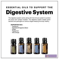 Essential Oils For Constipation, Pancreas Health, Salivary Glands, The Digestive System, Beyond Borders