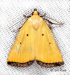 a yellow moth with black spots on it's wings sitting on a white surface