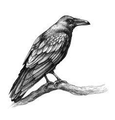 a black and white drawing of a bird on a branch with its wings spread out