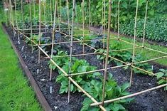 an outdoor garden with many plants growing in the ground and wooden trelliss on each side