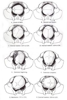 the diagram shows different views of an eye and how it is used to see what's inside