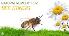 a bee sitting on top of a green field next to daisies and daisy flowers