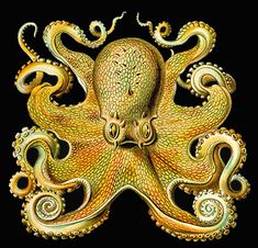 an orange and pink octopus on a black background