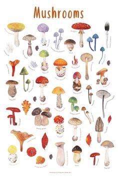 an illustration of mushrooms on a white background