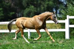 a brown horse is running in the grass near a white fence and some green trees