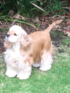 a brown and white dog standing on top of a green grass covered field next to bushes