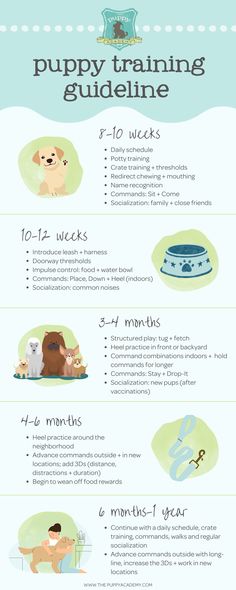 the puppy training guide is shown in this graphic style, with instructions on how to use it