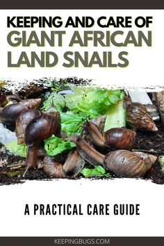 Keeping and care of GIANT AFRICAN LAND SNAILS Giant African Land Snails Tank, African Land Snail Tank Ideas, African Land Snail, Snail Tank, Giant Snail, Land Snail