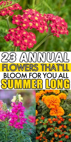 flowers that bloom for you all summer long are the best to grow in your garden