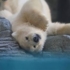 a baby polar bear laying on its back