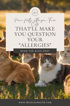 a group of cats sitting in the grass with text overlay that says, you'll make you question your allergies read the blog post