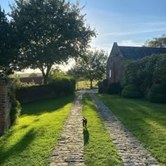 a dog walking down a stone path in the middle of a yard with grass and trees