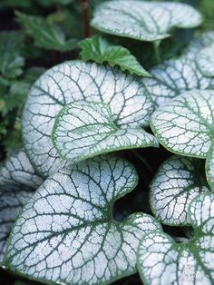 some white and green leafy plants in the grass