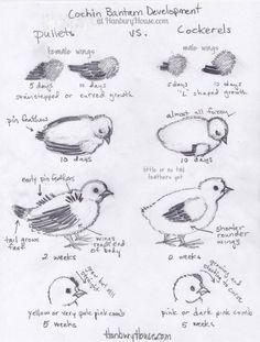 a drawing of different types of birds and how to tell them which one is right for you