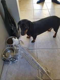 a black and brown dog standing next to a bone with bones on the floor in front of it