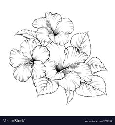 Hibiscus Flower Drawing, Hibiscus Flower Tattoos, Drawing With Pencil, Pencil Drawings Of Flowers, Flower Drawing Tutorials, Flower Art Drawing, Flower Sketches, Floral Drawing, Pola Sulam