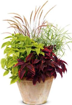 a potted plant with red and green leaves