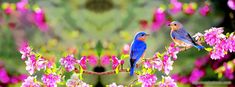 two blue birds perched on top of pink flowers