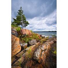 a lone tree is on the rocky shore