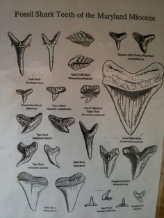 a poster with some different types of teeth