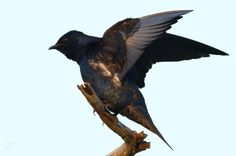 a black bird sitting on top of a tree branch with it's wings spread