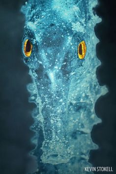 an underwater view of the head and eyes of a blue sea creature with yellow eyes