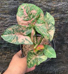 a hand holding a potted plant with green and pink leaves