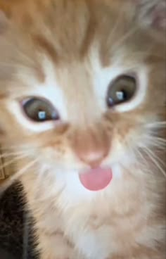 an orange and white kitten sticking its tongue out with it's tongue hanging out