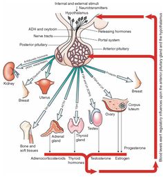 the diagram shows different types of organs and their functions