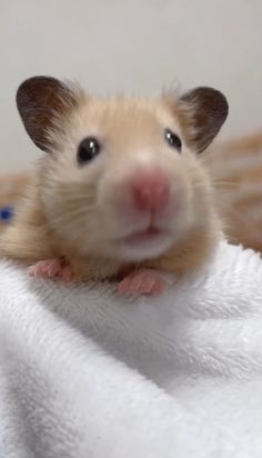 a brown and white hamster sitting on top of a towel