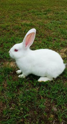 a white rabbit sitting on top of a lush green field