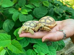 a person holding two small turtles in their hand, with green leaves behind them and one turtle sitting on top of the other