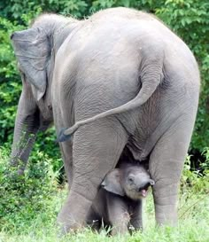 an adult elephant standing next to a baby elephant on top of a lush green field