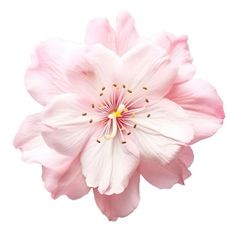 a pink flower is shown on a white background