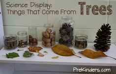 there are many different things that come from trees in glass jars and pine cones on the table