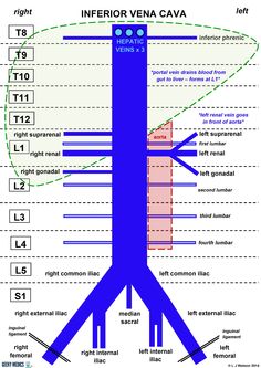 a diagram showing the height and direction of an inferior vena cava