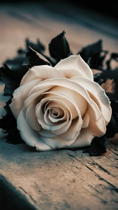 a white rose sitting on top of a wooden table