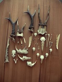 several different types of animal bones on a wooden surface with one missing the lower jaw