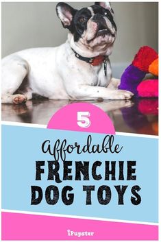 a french bulldog sitting on top of a table next to a stuffed animal and the words, 5 adorable frenchie dog toys