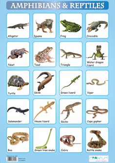 an image of amphibians and reptiles chart with pictures on it