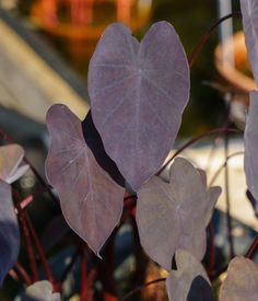 some purple leaves are growing in a pot on the outside patio, and it is hard to tell what color this plant is