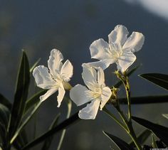 three white flowers with green stems in the foreground and mountains in the back ground