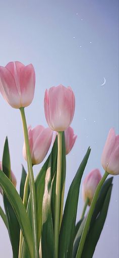 pink tulips are blooming in front of the moon on a clear day