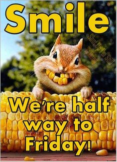 a squirrel eating corn on the cob with text saying smile we're half way to friday