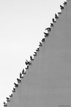 a flock of birds sitting on the edge of a building