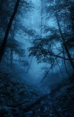 a dark forest filled with lots of trees and bushes covered in thick, foggy foliage