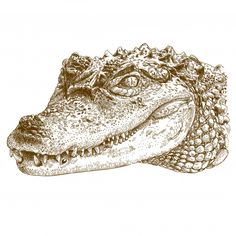 an alligator's head is shown in black and white ink on a white background