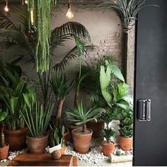 several potted plants in front of a brick wall with lights hanging from the ceiling