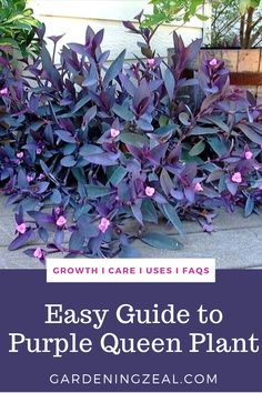 purple plants with text overlay that says easy guide to purple queen plant