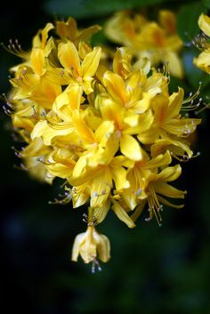 yellow flowers are blooming in the garden